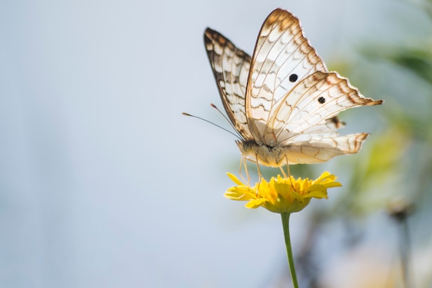 Maravillosa mariposa en diente de león