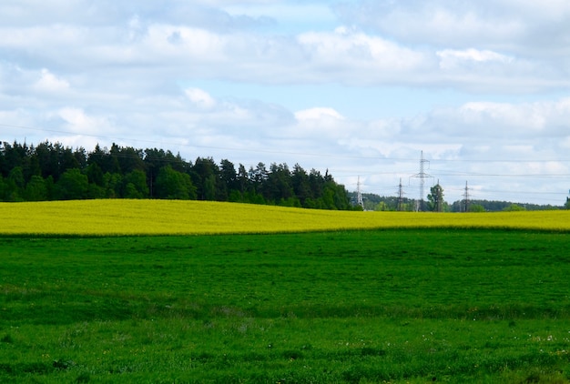 Maravillosa pradera en campo campos verdes y amarillos