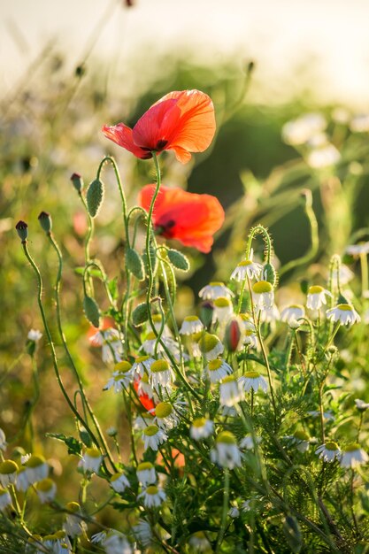 Maravillosa semilla de amapola en el campo al amanecer Europa