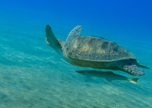 Maravillosa tortuga carey con peces piloto nadando sobre fondos marinos verdes y agua azul clara