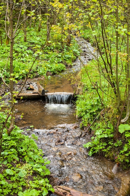 Maravillosa vista del agua limpia que fluye rápidamente en el bosque