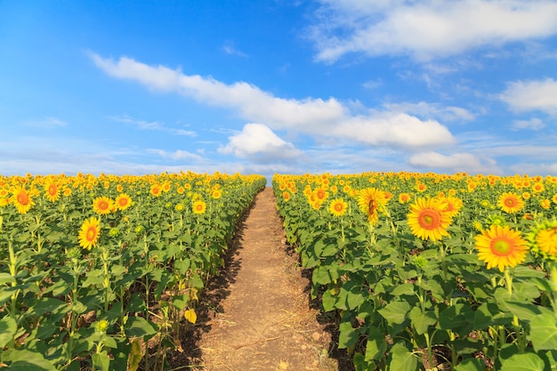 Maravillosa vista del campo de girasoles bajo el cielo azul