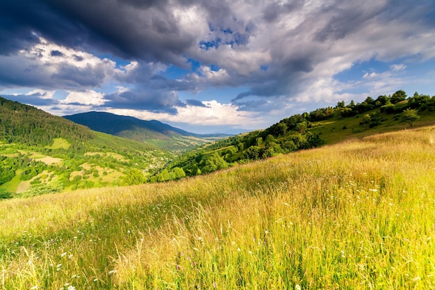 Maravillosa vista panorámica del campo de flores silvestres en el área de verano de los Cárpatos sobre la montaña Kamyanka Synevir pass Ucrania