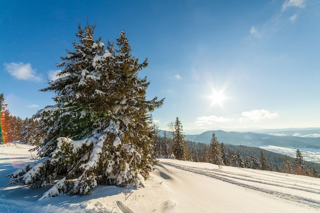 Maravillosamente majestuoso paisaje invernal que brilla intensamente por la luz del sol escena invernal Cárpatos Ucrania Europa Belleza mundo Feliz Año Nuevo