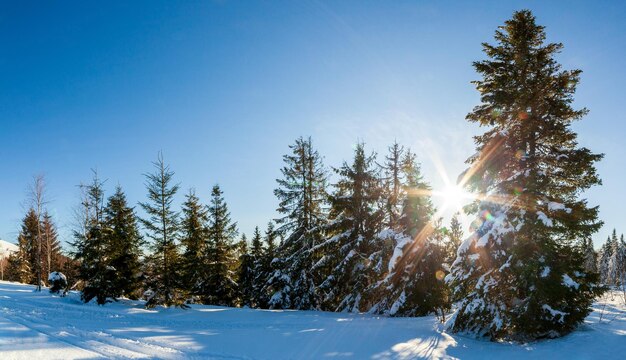 Maravillosamente majestuoso paisaje invernal que brilla intensamente por la luz del sol escena invernal Cárpatos Ucrania Europa Belleza mundo Feliz Año Nuevo