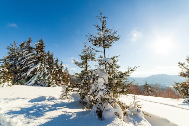 Maravillosamente majestuoso paisaje invernal que brilla intensamente por la luz del sol escena invernal Cárpatos Ucrania Europa Belleza mundo Feliz Año Nuevo