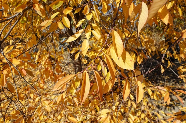 Maravillosas hojas amarillentas hojas amarillentas en otoño un árbol con hojas amarillentas