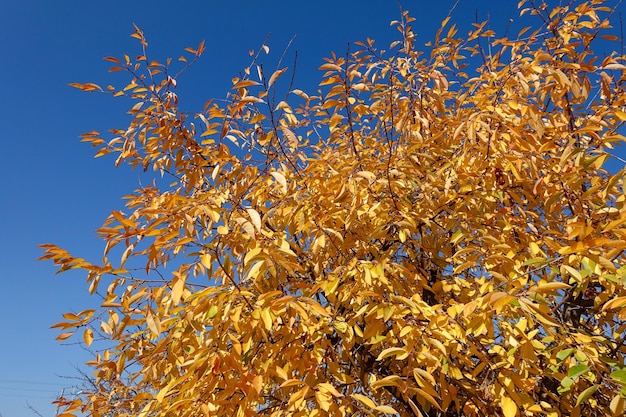 Maravillosas hojas amarillentas hojas amarillentas en otoño un árbol con hojas amarillentas