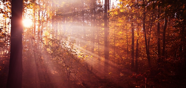 Un maravilloso amanecer en el bosque de otoño.