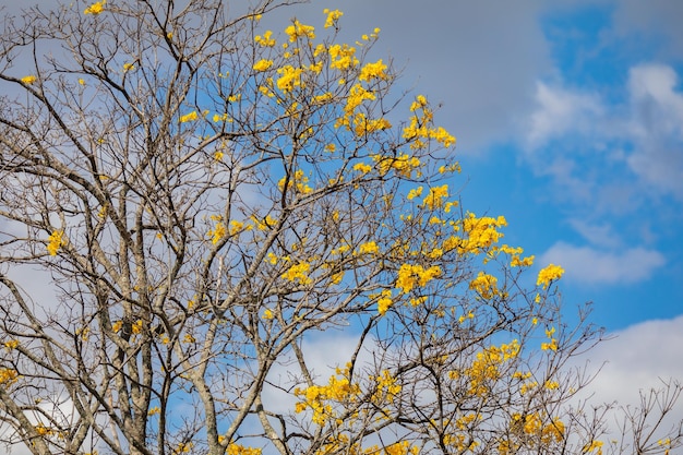 Maravilloso árbol de ipe amarillo contra el cielo azul el árbol de trompeta de oro Handroanthus albus