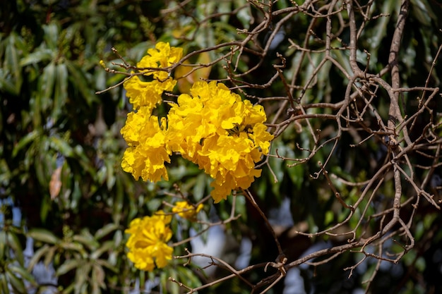 Maravilloso árbol de ipe amarillo contra el cielo azul el árbol de trompeta de oro Handroanthus albus