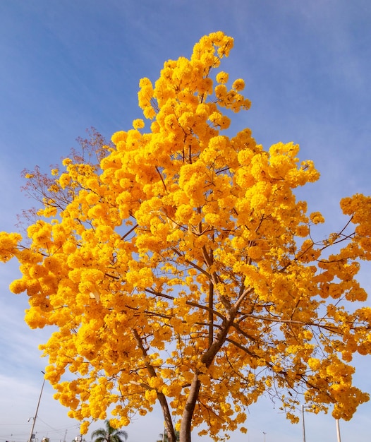 Maravilloso árbol de ipe amarillo contra el cielo azul el árbol de trompeta de oro Handroanthus albus