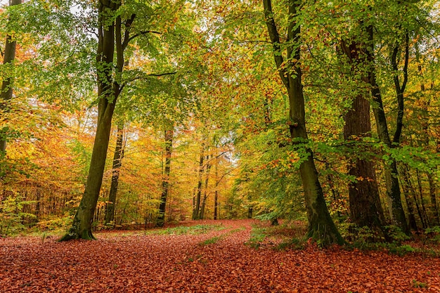 Maravilloso bosque de otoño Polonia Fauna durante el otoño en Polonia