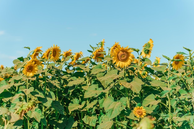 Maravilloso campo de vista de girasoles amarillos en verano.