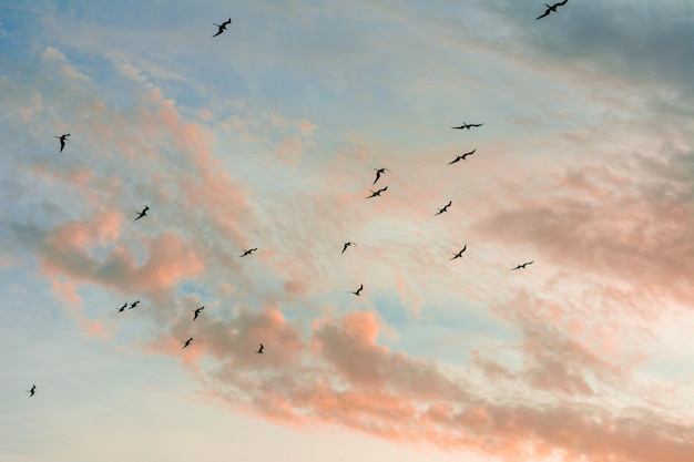 Maravilloso cielo y nubes con pájaros voladores.