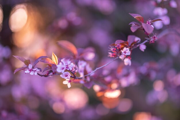 Maravilloso fondo de escena natural para el fondo de primavera o verano. Flores de cerezo rosa y sol suave.