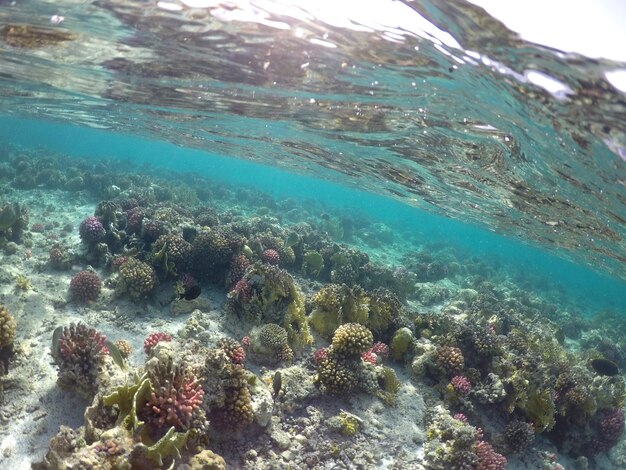 Maravilloso y hermoso mundo submarino con corales y peces tropicales Mar Rojo Egipto