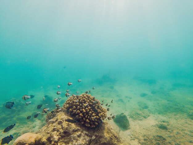 Maravilloso y hermoso mundo submarino con corales y peces tropicales.