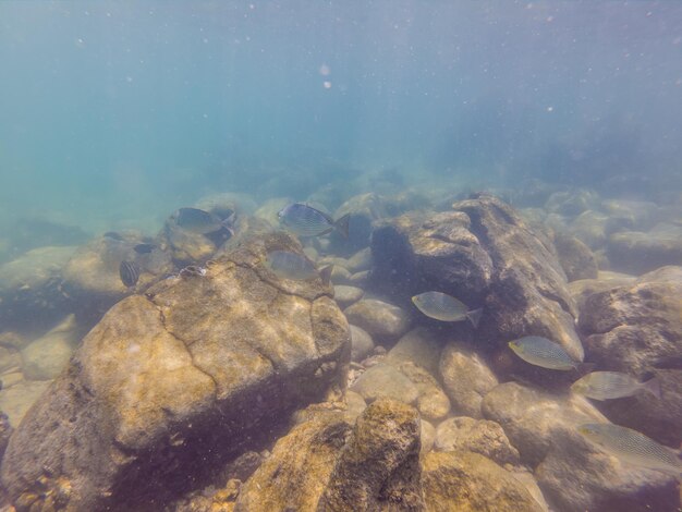 Maravilloso y hermoso mundo submarino con corales y peces tropicales.