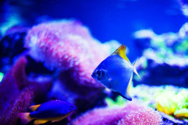 Maravilloso y hermoso mundo submarino con corales y peces tropicales.