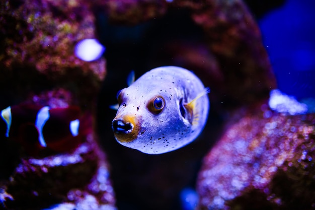 Maravilloso y hermoso mundo submarino con corales y peces tropicales.