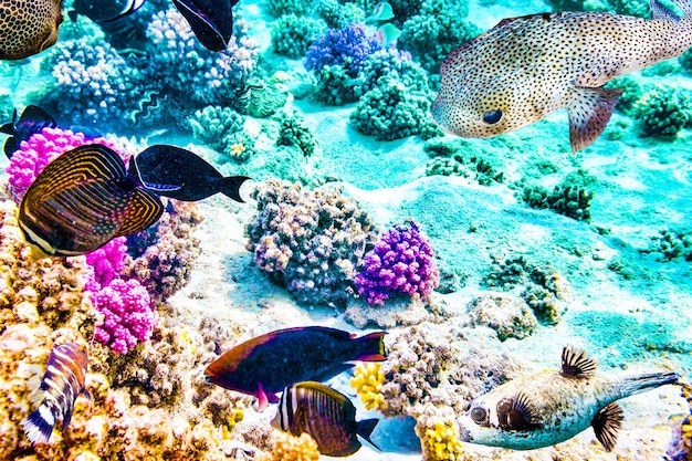 Foto maravilloso y hermoso mundo submarino con corales y peces tropicales.