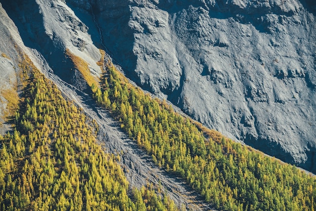 Maravilloso paisaje alpino con bosque de otoño naranja al pie de la montaña rocosa bajo el sol. Paisaje de montaña abigarrada con rocas grises y bosque en Piamonte en colores dorados del otoño. Otoño en las montañas.