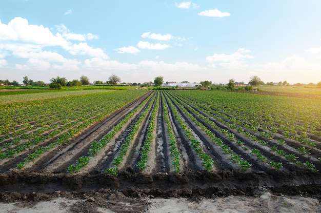 Maravilloso paisaje de un campo agrícola y un pueblo Filas de arbustos de papa Agroindustria y agroindustria Agricultura orgánica Agricultura y agroindustria