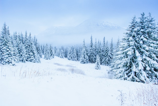 Maravilloso paisaje de invierno