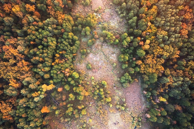 Maravilloso paisaje otoñal en las montañas al amanecer. Drone vista del bosque de otoño y nubes bajas.