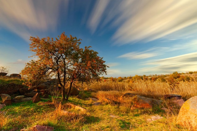 Maravilloso paisaje otoñal con siluetas de árboles y hierba amarilla