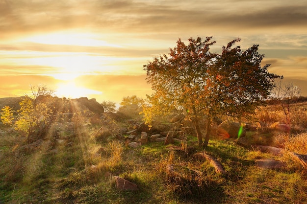 Maravilloso paisaje otoñal con siluetas de árboles y hierba amarilla