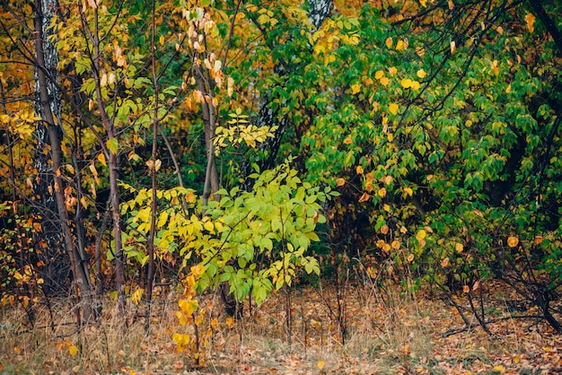 Maravilloso paisaje de otoño con hojas multicolores.