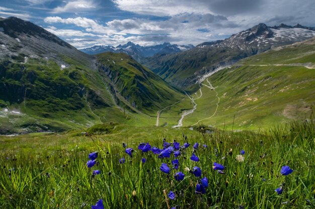 Maravilloso recorrido de exploración por las montañas de Suiza, la vista de San Gotardo con hermosas flores violetas en primer plano