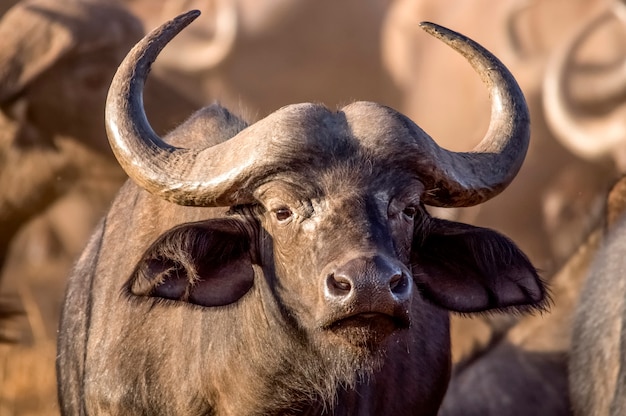Maravilloso retrato del búfalo de Kenia, el Parque Nacional de Tsavo West Kenia