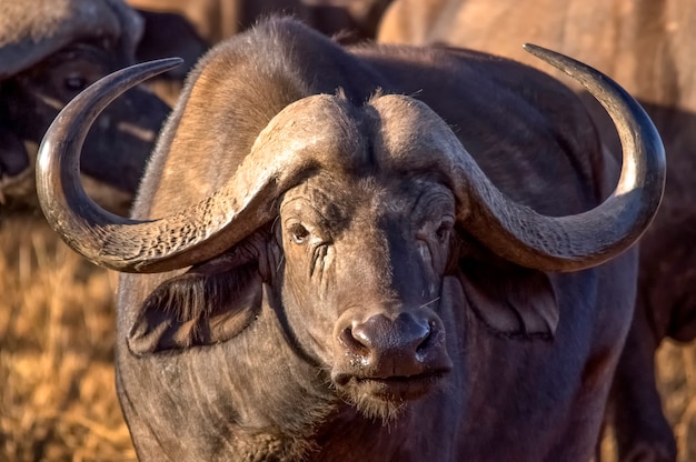 Maravilloso retrato del búfalo de Kenia, el Parque Nacional de Tsavo West Kenia