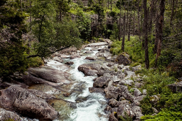 Maravilloso valle con densos bosques y un pequeño río de montaña que fluye a través de las rocas en el