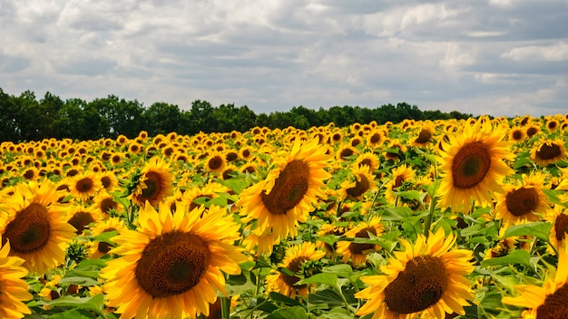 Maravillosos girasoles que crecen en el campo cerca del bosque