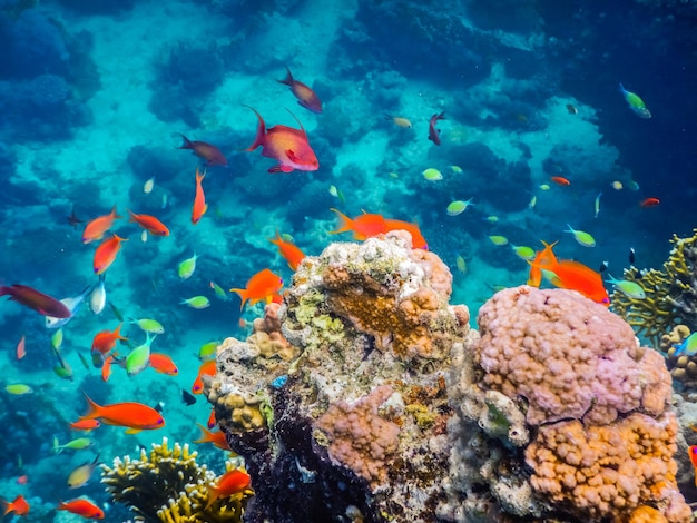 Maravillosos peces de colores y corales en el mar rojo