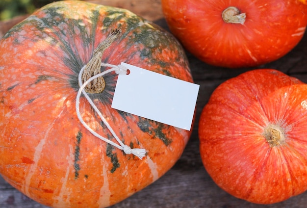 Marca de maquete e abóbora. lugar para texto. modelo de cartão postal de ação de graças e halloween