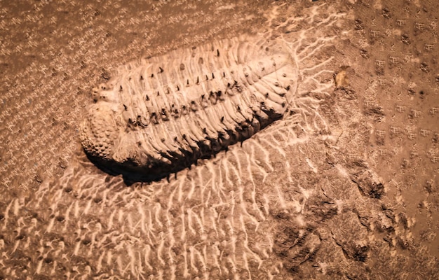 Foto marca de trilobita fóssil no sedimento. trilobita de 3,6 bilhões de anos