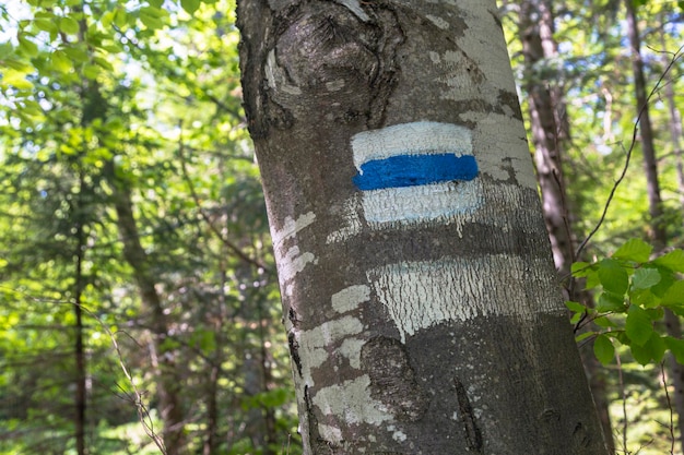 Marca de ruta turística en un árbol pintado de blanco y azul que guía el camino a la montaña de senderismo