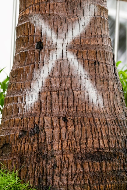 Marcado cruzado en la corteza de un árbol en una palmera detalle del tronco de las palmeras