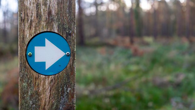 Foto marcador azul de senderismo que señala la dirección en el bosque