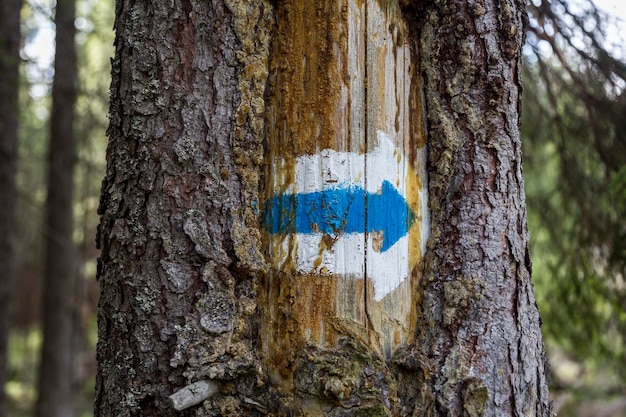 Marcando la flecha de la ruta turística pintada en el árbol en azul y blanco Señal de ruta de viaje en las montañas