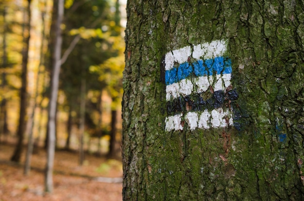 Marcando la ruta turística pintada en el árbol.