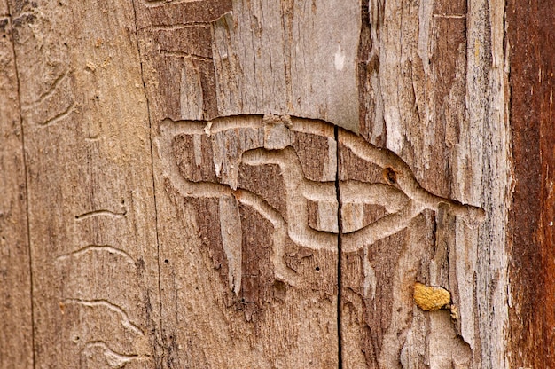 Marcas de cupins, entalhe natural por cupins em madeira de teca seca (Tectona grandis), para fundo natural