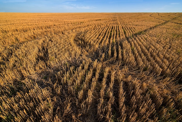 y marcas en el rastrojo en el campo después de las líneas de cultivo de grano cosechado