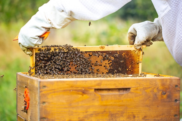 Marco de abeja lleno o rico en miel fresca y cera, un líquido dulce, pegajoso, de color marrón amarillento hecho por las abejas y otros...