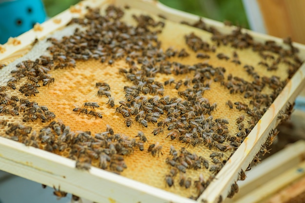 Marco con abejas, cría sellada y miel. Trabajar en colmenar. enfoque selectivo